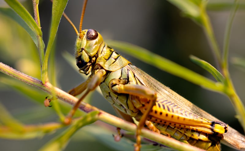 Common pests