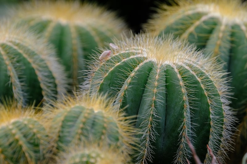 Succulent care